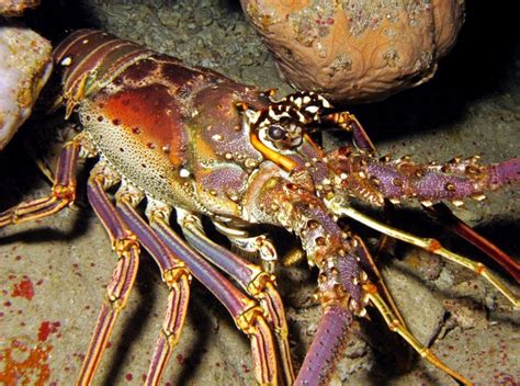 Different Types Of Lobster With Pictures Gate Information Camarones Langosta