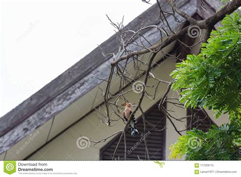 Common Hoopoe Bird On The Tree Branch Stock Image Image Of Eurasian