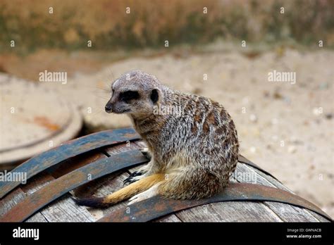 Meerkat Resting After Meal Stock Photo Alamy