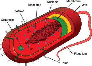 Check spelling or type a new query. 1.3 describe the common features shown by prokaryotic ...