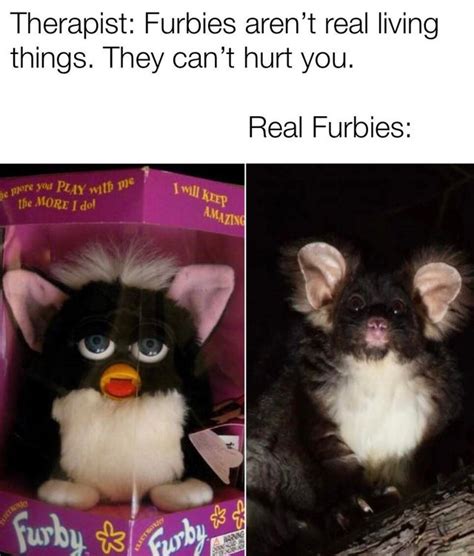 Real Furbies A Newly Discovered Marsupial Glider In Australia Furby