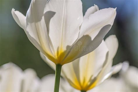 Close Up Of White Blooming Tulip In Spring Garden Stock Image Image