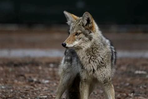 Coyotes In North Wildwood Pose Threat To Pets