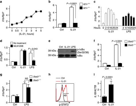 L 21 Induces Il1b Mrna Expression Via Stat3 A Cdcs Were Rested 1 H