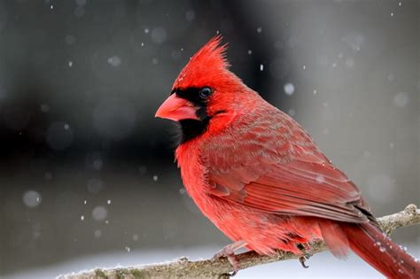 Flightwatch Why Cardinals Rule Scenic Hudson