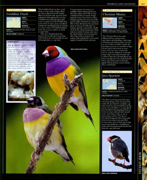 The Illustrated Encyclopedia Of Birds Nhbs Academic And Professional Books