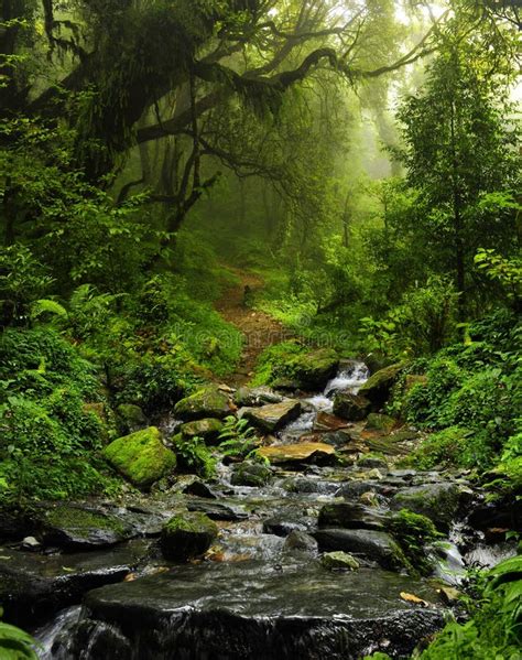 Nepal Jungle Stock Image Image Of Purity Foliage Path 66847525