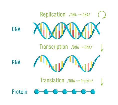 RNA Definition And Examples