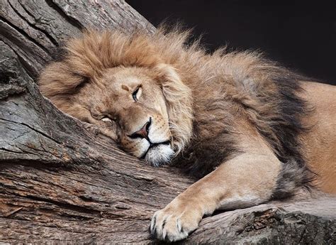 Sleeping Lion By Orestart On Deviantart Sleeping Lion Lion Pictures