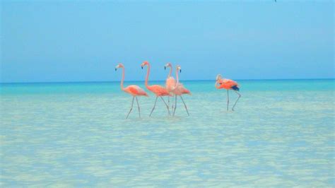 Flamingos Bird Sea Life At Holbox Island Trendestination
