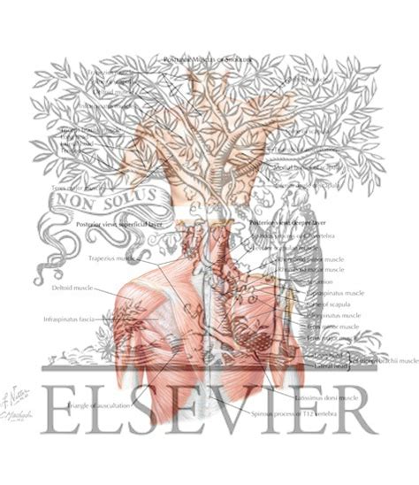 Want to learn more about it? Posterior Muscles of Shoulder