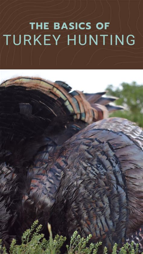 The Basics Of Turkey Hunting For Beginners