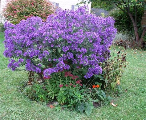 Purple Flowering Shrub Flowering Shrubs Autumn Garden Garden Shrubs