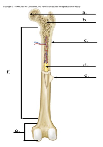 Learn vocabulary, terms and more with flashcards, games and other study tools. Long Bone Diagram Labeled Quizlet - 32 Correctly Label The ...