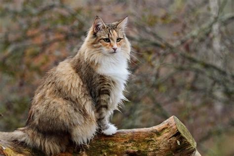 Cómo Convivir Con Los Gatos Asilvestrados Gato Bosques De Noruega