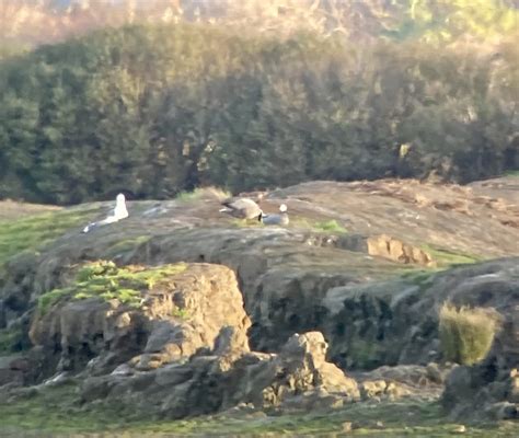 Ebird Checklist Dec Humboldt Bay Nwr Hookton Slough Unit