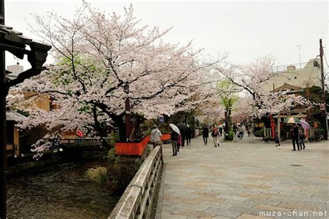 Popular Cherry Blossoms Venues Shirakawa Dori