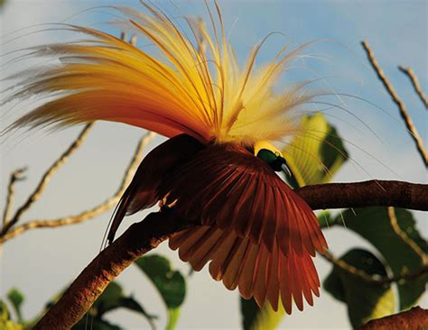 Goldies Bird Of Paradise Life Expectancy