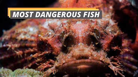 14 Most Dangerous Fish You Should Avoid At All Costs Fished That