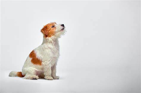 Perrito En El Estudio Mirando Hacia Arriba Retrato De Mascota