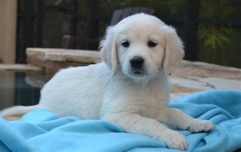 Have you ever seen a dog lay down under a table or chair? available english cream golden retriever puppies (With ...