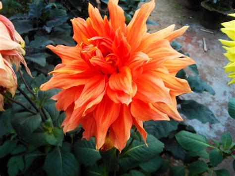Tips For Growing Dahlia Flowers Gardening Hudson Valley