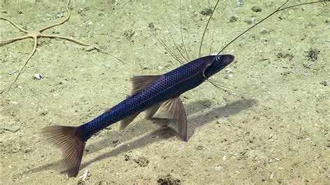 A Tripod Fish Seen At 1707 Meters During Dive 01 At Blake Escarpment North