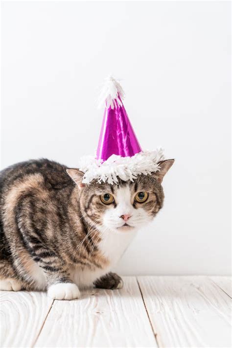 Cat With Party Hat Stock Photo Image Of Purebred Kitten 151676548
