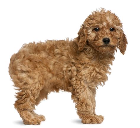 Poodle Dog Breed Information And Pictures Petguide