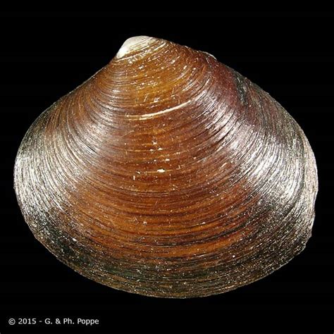Astartidae Astarte Borealis Id278878 Shell Detail Shell