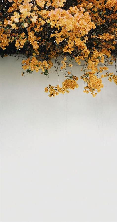 Yellow Flower Aesthetic Wallpapers On Wallpaperdog
