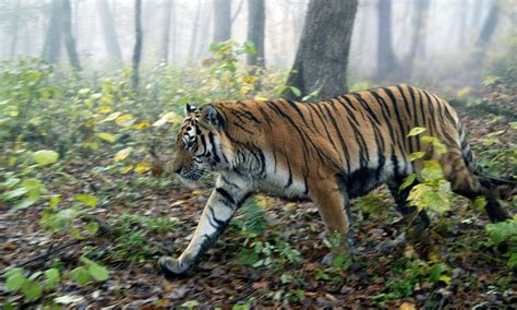 Species Spotlight Amur Tiger Pages Wwf