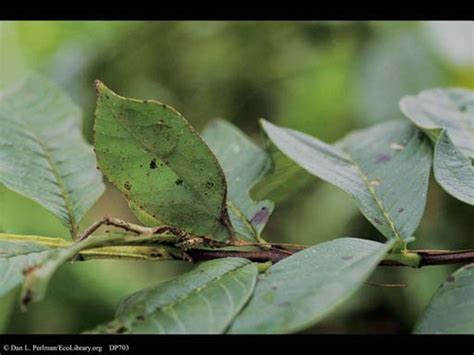 Masters Of Disguise Leaf Mimic Katydids Biomimicry Institute