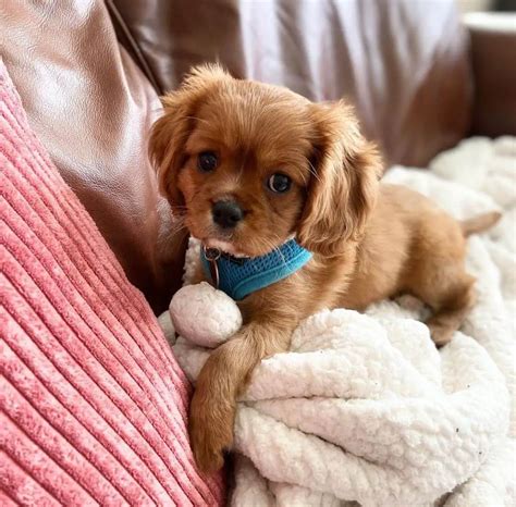 15 Adorable Photos Of Cavalier King Charles Spaniel Puppies With Pure