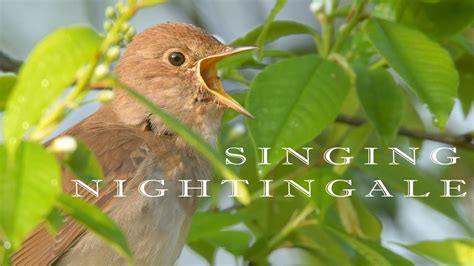 Nightingale Song Chirping And Singing Bird In The Spring Morning