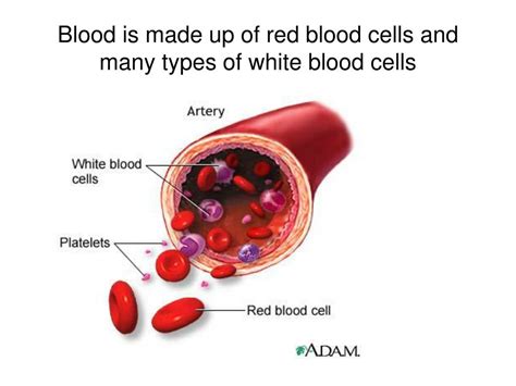 It is a colourless liquid responsible for. PPT - Aim:How does the circulatory system work with the ...