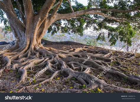 359810 Tree Root Stock Photos Images And Photography Shutterstock