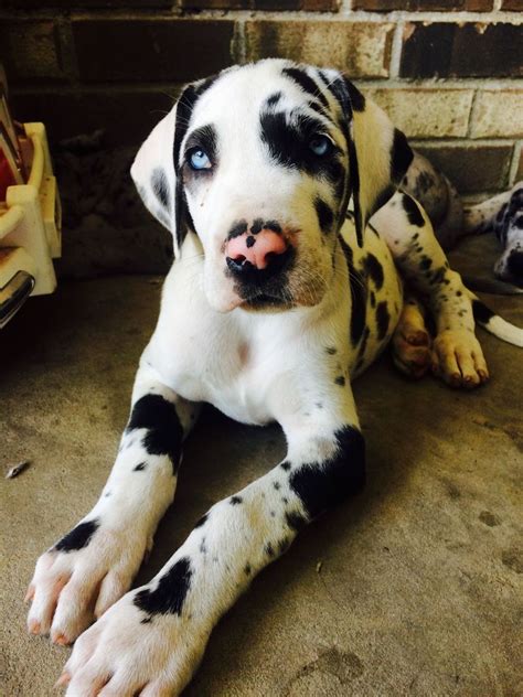 The ultimate warm and loyal, gentle giant! Great Dane Puppies For Sale California | Top Dog Information