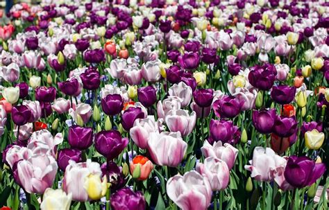 What's behind supply chain breakdowns? 10 Gorgeous Gardens In America That You Must Visit | All ...