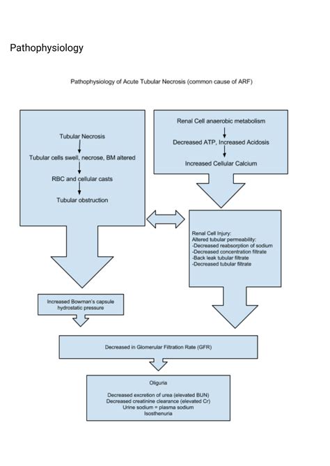 SOLUTION Acute Renal Failure Nursing Care Plan And Management Studypool