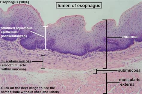 Esophagus Tutorial Histology Atlas For Anatomy And Physiology