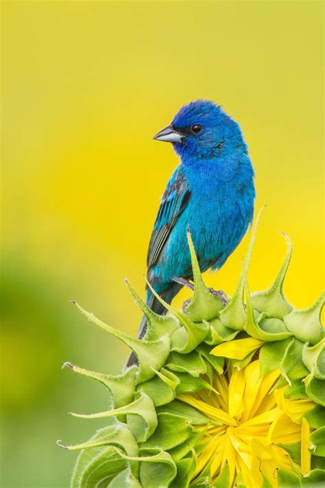 Indigo Bunting On Sunflowers Beautiful Birds Pet Birds Bird Photography