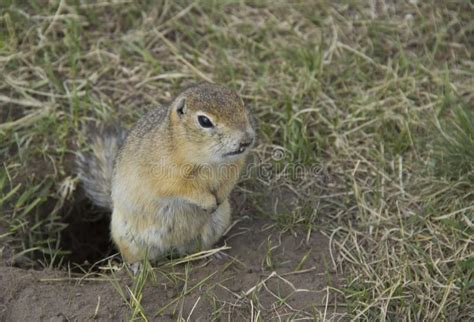 Ground Squirrel Near Its Burrow On A Meadow Stock Photo Image Of