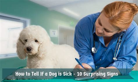 How To Tell If A Dog Is Sick 10 Surprising Signs