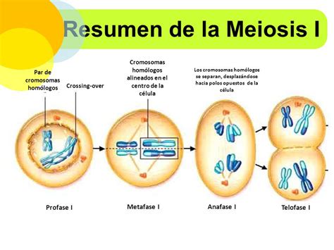ReproducciÓn De La CÉlula Eucarionte Mitosis Y Meiosis
