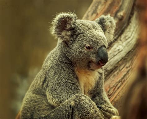 Oobi Ooobi Foto & Bild | tiere, koala, koalabär Bilder auf fotocommunity