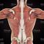 Muscles Of The Back Anatomy Stock Photo  Download Image Now IStock