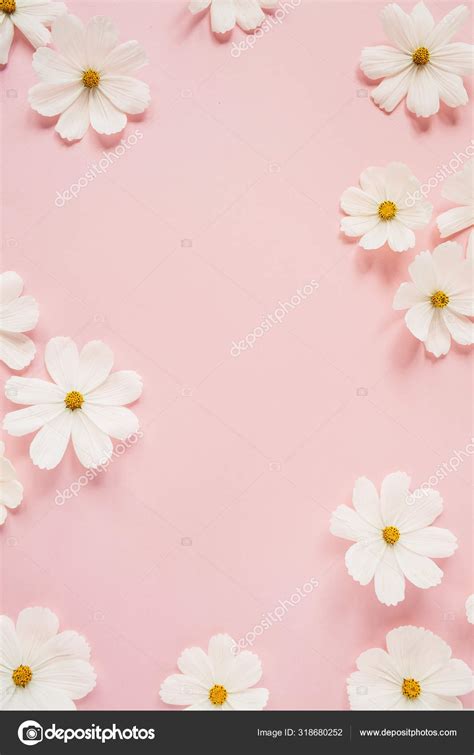 Pink Daisies Background