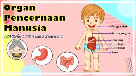 Organ Pencernaan Manusia Sistem Pencernaan Manusia Ipa Kelas Sd Tema Semester Youtube