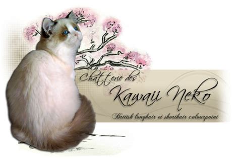 Kawaii Neko Top Cat Breeders